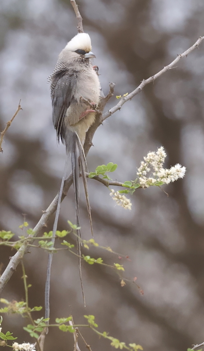 Gallery - bird image