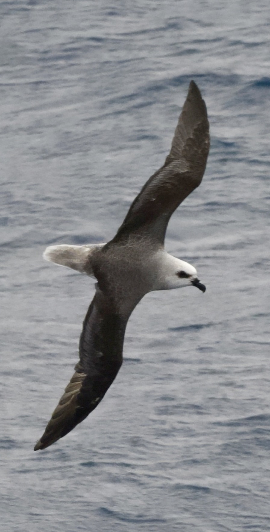 Gallery - bird image