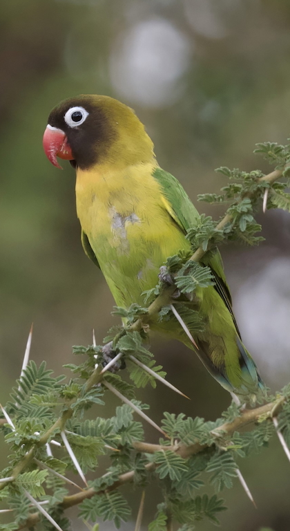 Gallery - bird image