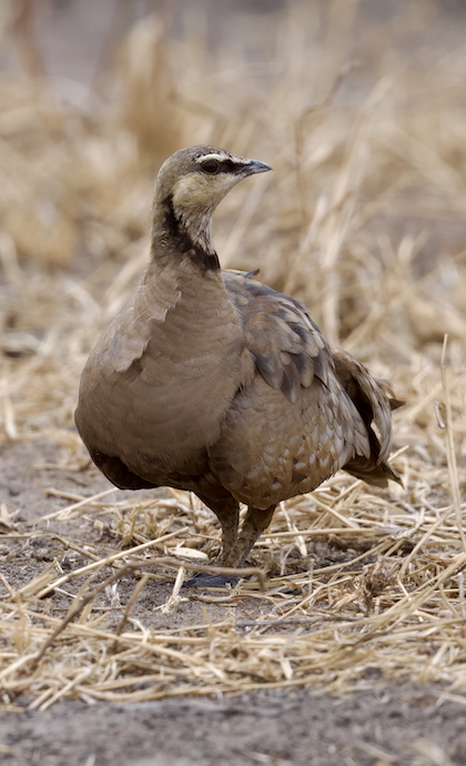 Bird Order photo