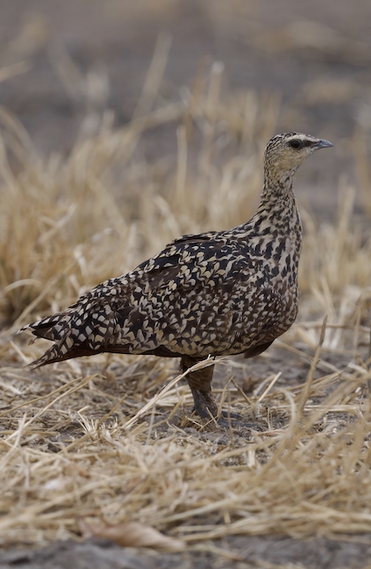 Gallery - bird image
