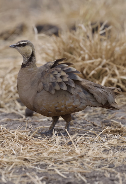 Gallery - bird image