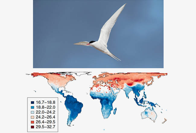 The morphological research image