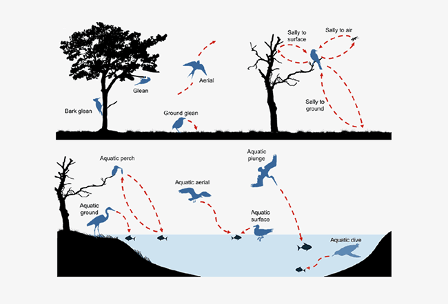 The morphological research image