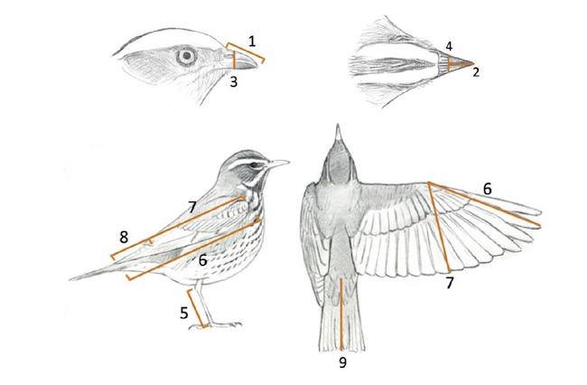 The morphological research image